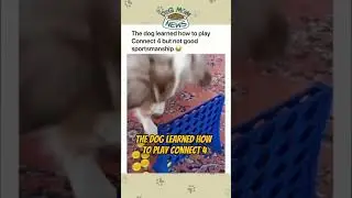 Funny Dog Videos 😂 (Funny Dog Videos) 