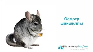 Болезни шиншилл. Внешний осмотр.