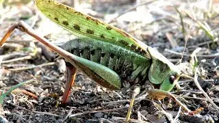 Самка кузнечика откладывает яйца в землю, Grasshopper lays eggs