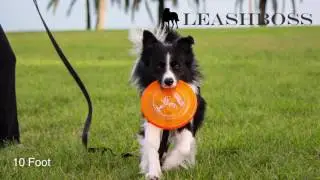 10, 15, 20, 30 & 50 Foot Dog Leash Comparison