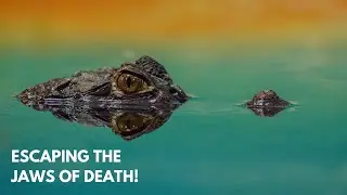 How to SURVIVE a CROCODILE ATTACK