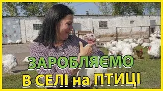 Досвід Підприємця по Заробітку на Птиці