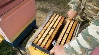 Как Стартуют Пчелосемьи после Зимней Изоляции!!!