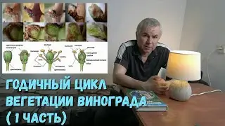 Годичный цикл вегетации винограда ( 1 часть)