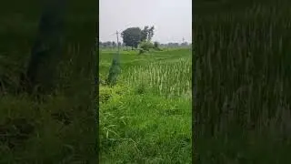 Drone Agricultural Tech farming Perfect