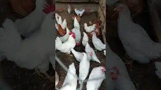 #galinhas
