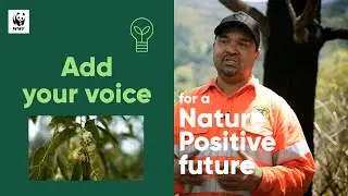 Nature Positive is Caring on Githabul Country | WWF-Australia