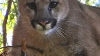 East Bay Puma Project