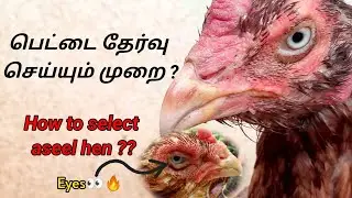 சண்டை கோழி | பெட்டை தேர்வு முறை ! ? | how to select aseel hen | pft❤️