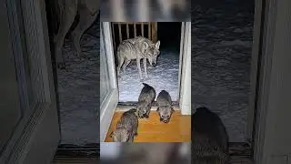 Спасение волчицы вас поразит 😱