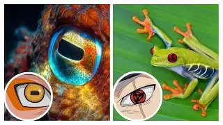 7 Ojos Más Sorprendentes Del Reino Animal 👁️