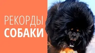 РЕКОРДЫ ★ СОБАКИ