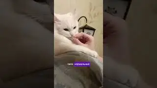 ПОДДЕРЖИ КАНАЛ 💰💸, ссылка в описании. #cat #смешно #котик #shots #рекомендации #юмор