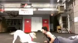 Dog Does Burpees With Owner