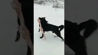 Ого, вот это кость