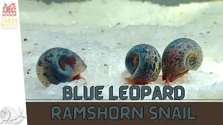 Introduction to BLUE LEOPARD RAMSHORN SNAIL: Care Guide & Tips! (Planorbella duryi)