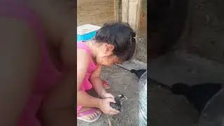 Zeynep Azranin Civciv Çiftliği
