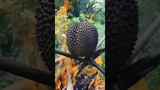 laziz kathal 🥝 😲~ New Viral Gadgets, Smart Appliances, Kitchen Utensils/ Home Inventions#shorts