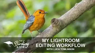 How to edit Bird Photos with Luca Tomlinson