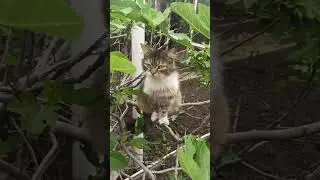 Кот -пушинка на инжире.#краснодар #жизньнаюге #инжир