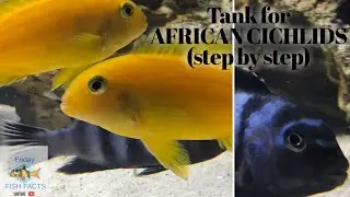 HOW TO SET UP A TANK FOR AFRICAN CICHLIDS STEP BY STEP