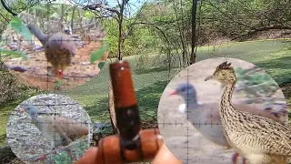Caçada no pio de nambu e curduniz essa foi top