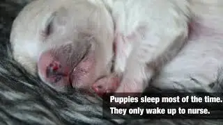 Newborn Puppies Fun Facts
