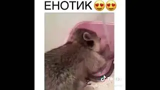 Юмор/#shorts - Енотик