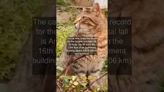 The cat who holds the record for the longest non-fatal fall is Andy. He fell from the...