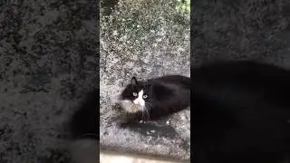 Воскресный променад по пуху. Проверка территории ❤️ #котовлог #catshorts #funnycats #catlover