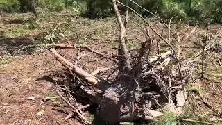 FLORIDA DA YENİ ARSAM. AĞAÇLAR KESİLMEYE BAŞLANDI.