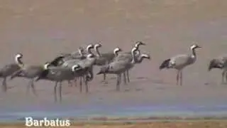 Grulla común - Grus grus
