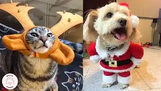 How Pets Enjoy Christmas | Merry Christmas Funny and Cute Dog and Cat Compilation 2021