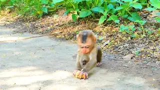 Oh no...Baby monkey Saro, Don't do like this it does not clean your food.