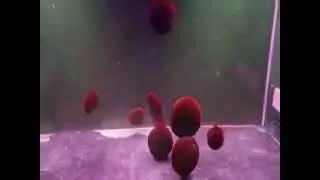 moss balls evil