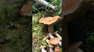 Beautiful mushrooms from Eastern Europe 