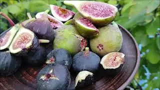 Інжири. Неймовірно рання і холодна осінь. Harvest Figs : Longue d'Aout , Beall , Crimean Mouason.