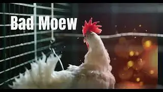 ➡️ Kyson Le Boss - Bad Moew