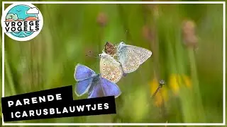 Parende icarusblauwtjes | Zelf Geschoten | Vroege Vogels