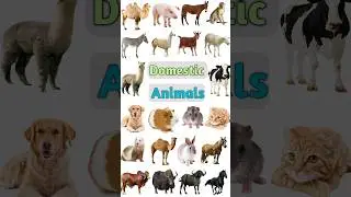 Domestic Animals Name 