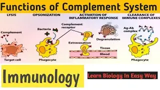 complement system - functions | Immunology B.sc. Zoology | NEET biology