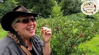 Raintree Nursery's Goumi Berry Growing Guide!