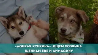«Добрая рубрика»: ищем хозяина щенкам Еве и Димасику