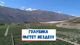 Blueberries in South and Central Asia