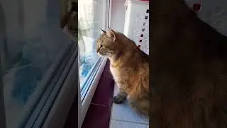 #кисонька #кошки #cat #кошка #отдыхает #филюша
