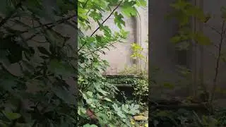 Гуляю по старому г.Цхалтубо, Грузия. Заброшенный бывший санаторий, 08.2024