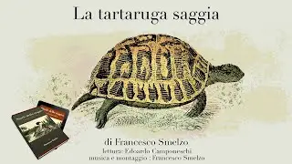 Storie dallo Stagno - 02. La Tartaruga Saggia