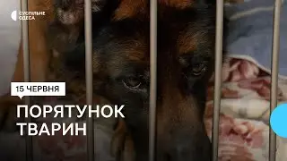 Наковталися води, каміння та отримали рани: як в Одесі рятують тяжкохворих тварин із Херсонщини