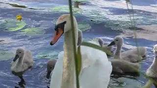 Лебединая семья. Яйца подросли🦢🦢🦢🦢🦢🦢🦢🦢