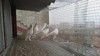 белые чубатые бакинцы